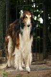 BARZOI 174